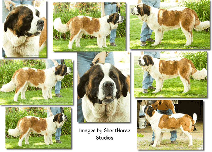 Minnie Collage